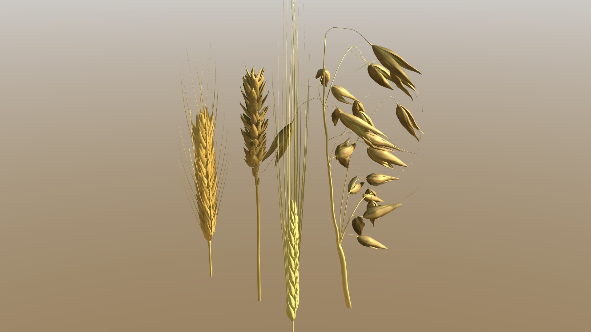 grains wheat oat 3D model https://p.turbosquid.com/ts-thumb/bW/r48c07/wU/4/jpg/1646601868/1920x1080/fit_q87/15e6aacfaf6a7c55c963b775830782c0642c4013/4.jpg