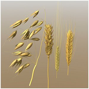 grains wheat oat 3D model
