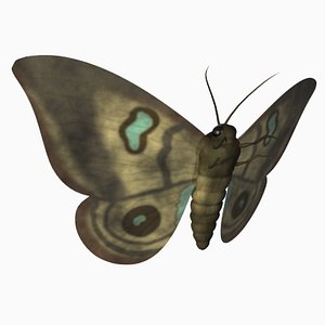 3d moth model