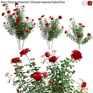 Rosa Chrysler Imperial - Rose 02 3D model