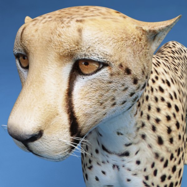 maya cheetah modelled