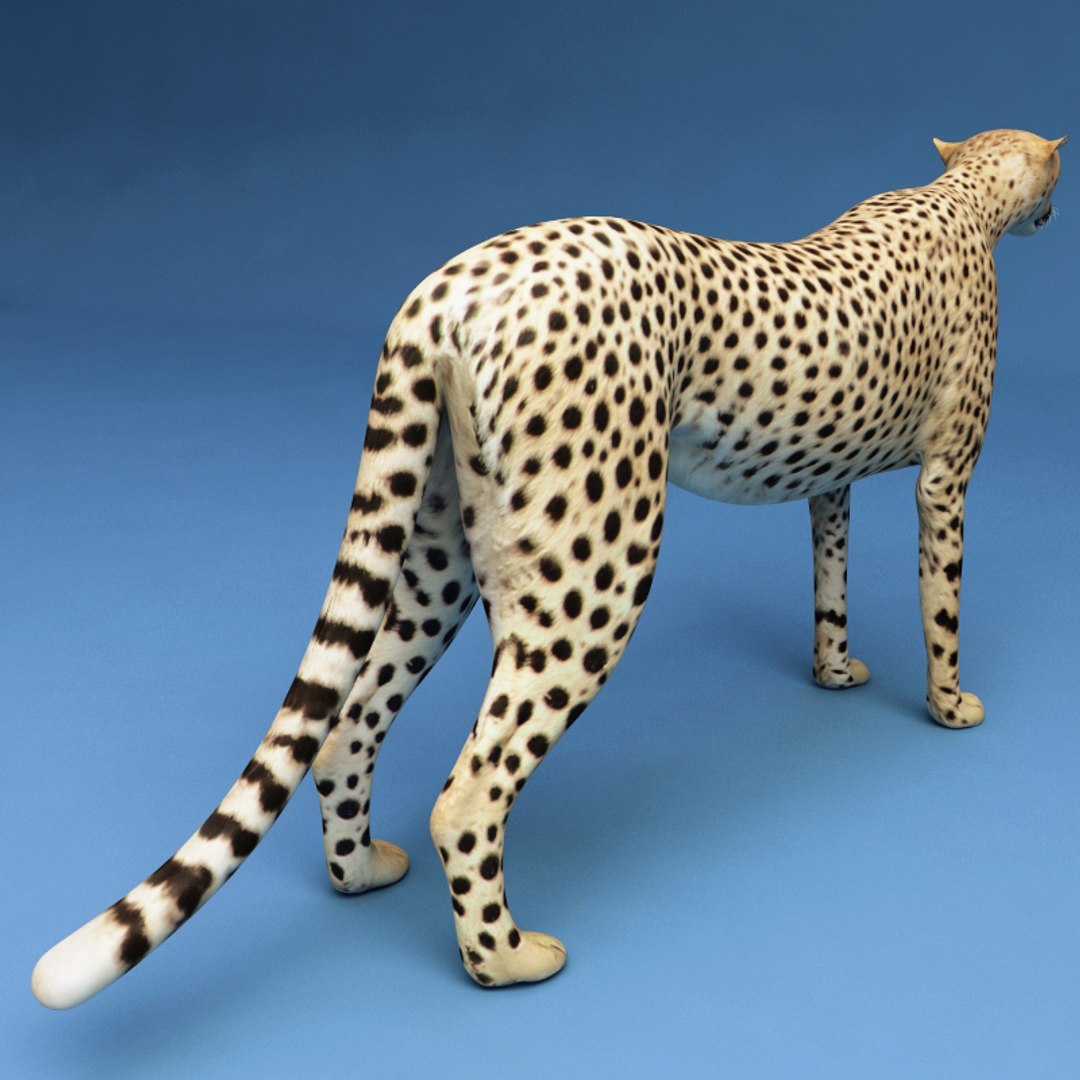 Maya Cheetah Modelled
