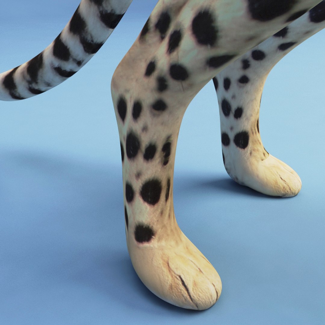Maya Cheetah Modelled