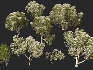 3D HighpolyLow Poly - Melaleuca ericifolia - swamp paperbark