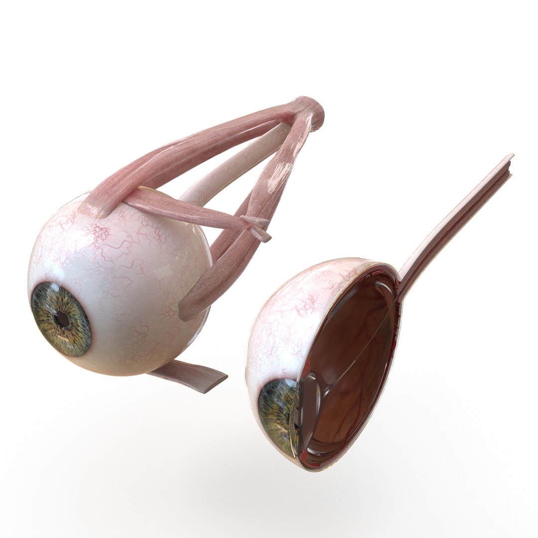 human eye anatomy model https://p.turbosquid.com/ts-thumb/bX/Cff7w3/3EJJLWQJ/1/jpg/1594918744/1920x1080/fit_q87/7628a0c44b83522f3b92a9a1261abcbead5be6ad/1.jpg