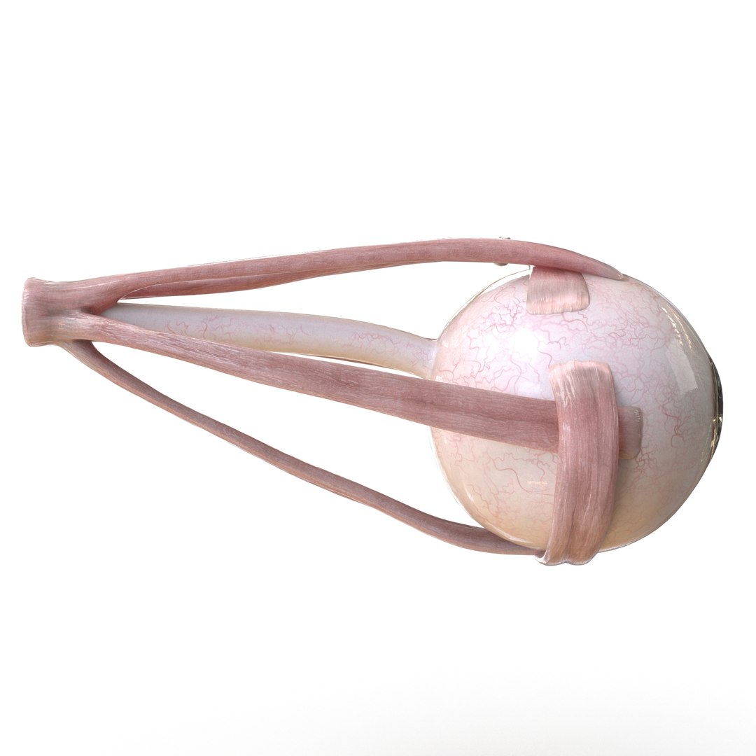 human eye anatomy model https://p.turbosquid.com/ts-thumb/bX/Cff7w3/CoUdTKvo/13/jpg/1594918744/1920x1080/fit_q87/592db9c4f40db5e78a9811b68a56d0786a1e52e9/13.jpg