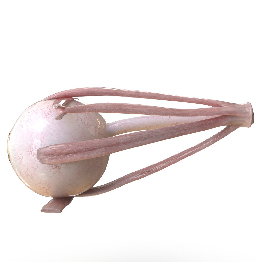 human eye anatomy model https://p.turbosquid.com/ts-thumb/bX/Cff7w3/HjfHWfsJ/4/jpg/1594918744/1920x1080/fit_q87/75fb619856f3155a1cbd617e8d294423a928e457/4.jpg