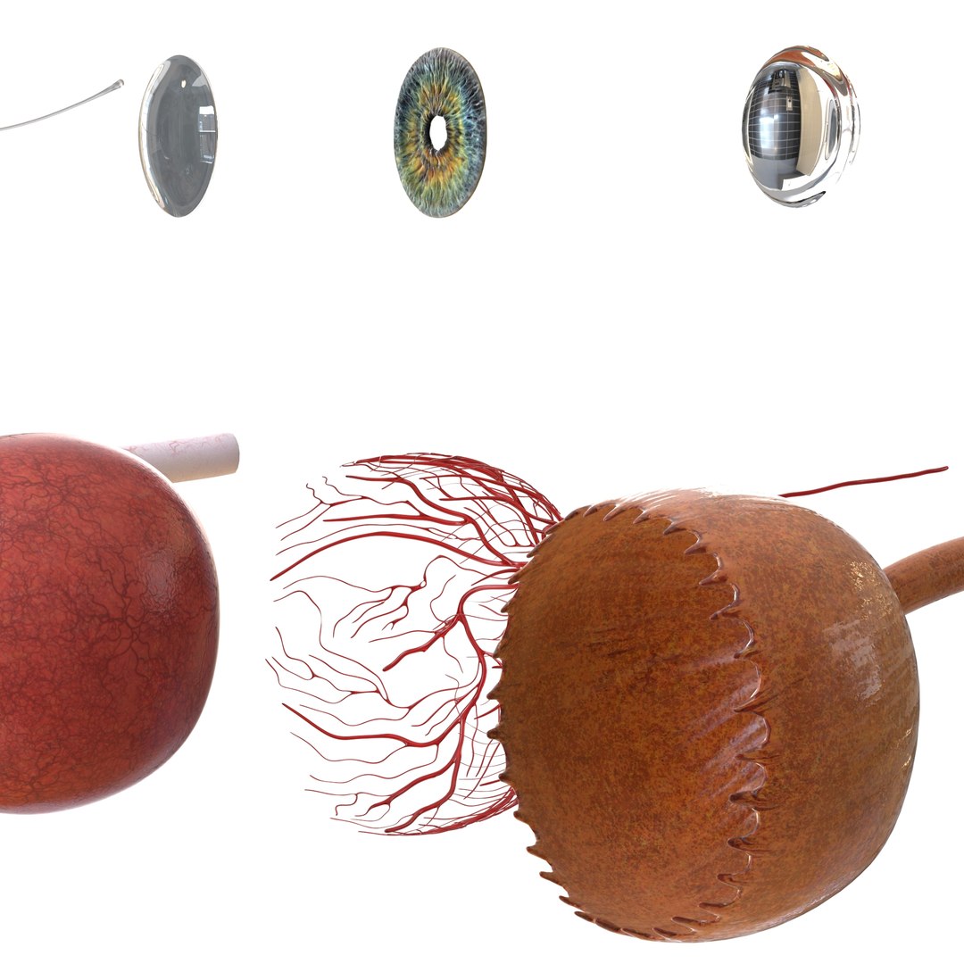 human eye anatomy model https://p.turbosquid.com/ts-thumb/bX/Cff7w3/RKqS3qH1/25/jpg/1594918744/1920x1080/fit_q87/767329812d671644d5eedeac7c98b663e22ef005/25.jpg