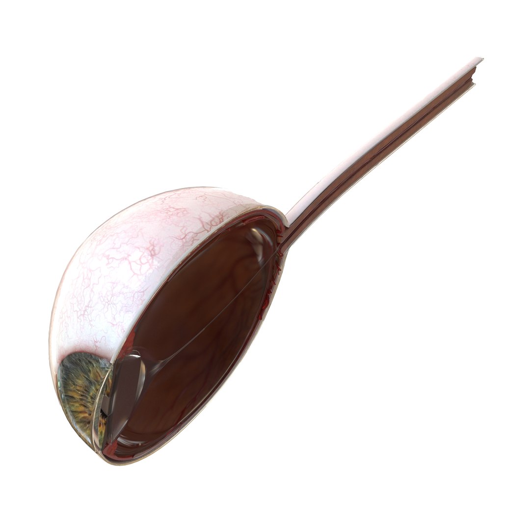 human eye anatomy model https://p.turbosquid.com/ts-thumb/bX/Cff7w3/bNsiIa14/16/jpg/1594918744/1920x1080/fit_q87/108fbebd3baa945eacf1f2a36496555baf831923/16.jpg