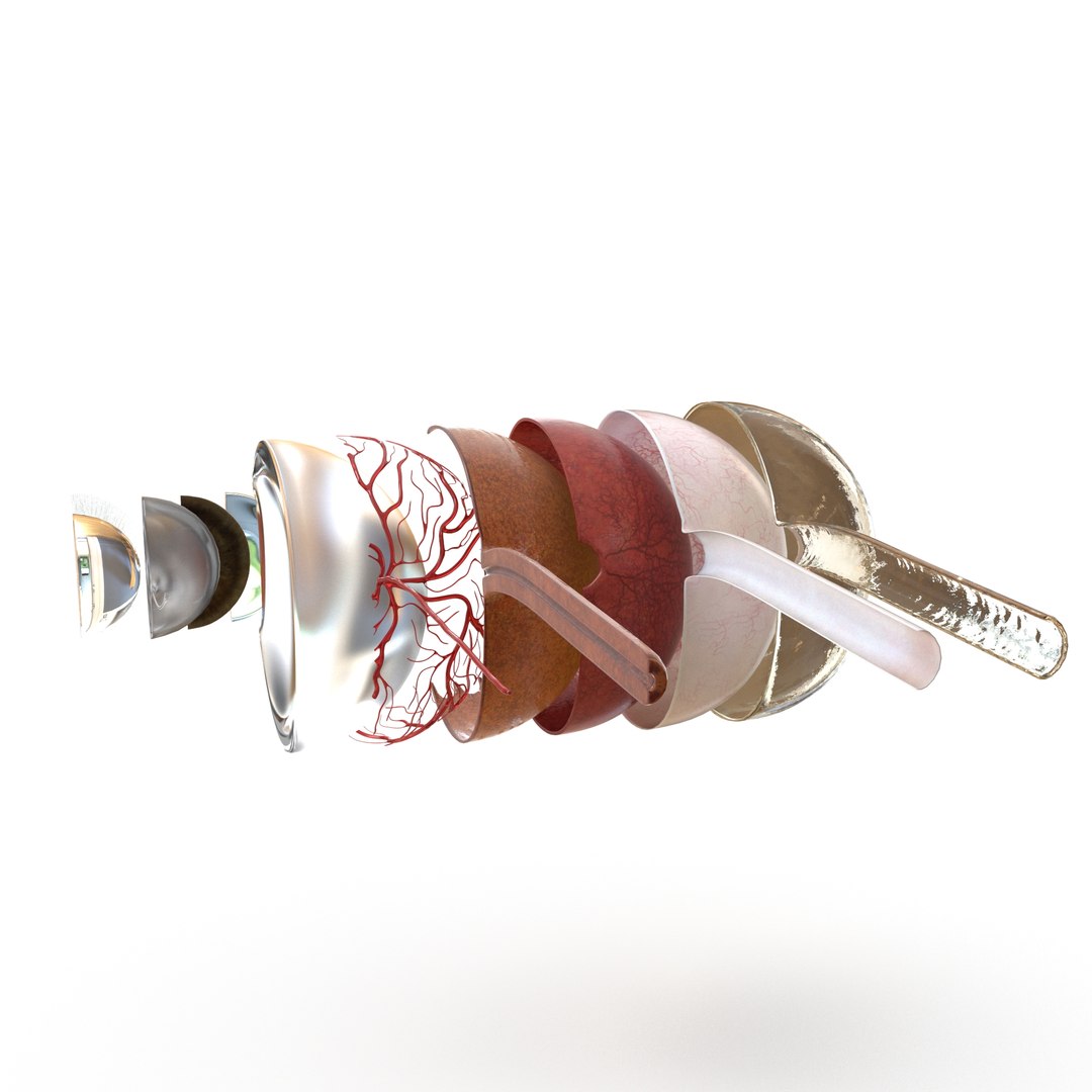 human eye anatomy model https://p.turbosquid.com/ts-thumb/bX/Cff7w3/kjNNqwW6/8/jpg/1594918744/1920x1080/fit_q87/22f5de9769ebab42d5be7a4777a02369baf0e68b/8.jpg