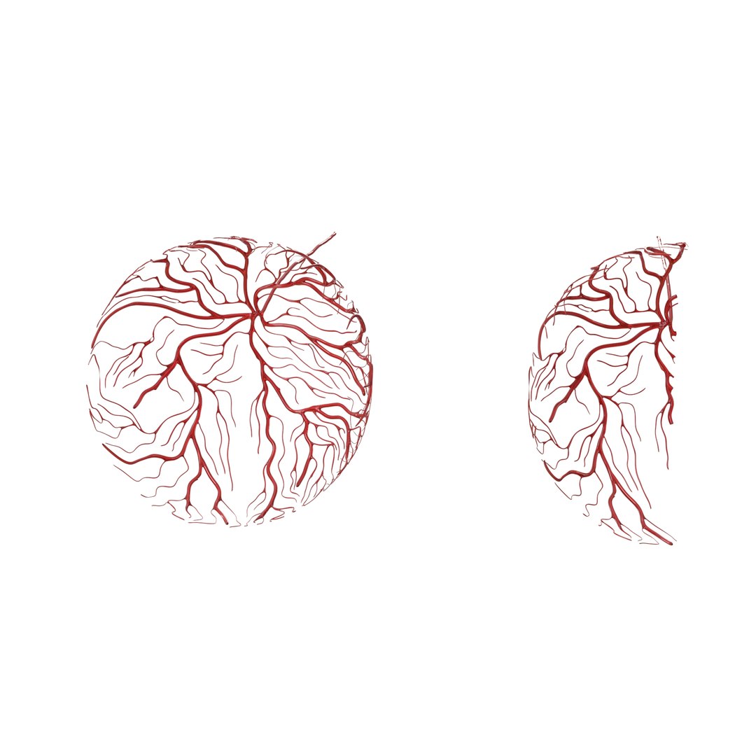 human eye anatomy model https://p.turbosquid.com/ts-thumb/bX/Cff7w3/p2R0Vemb/20/jpg/1594918744/1920x1080/fit_q87/6f45ad76d955b7ed1900d9f16f478ce8252f8277/20.jpg