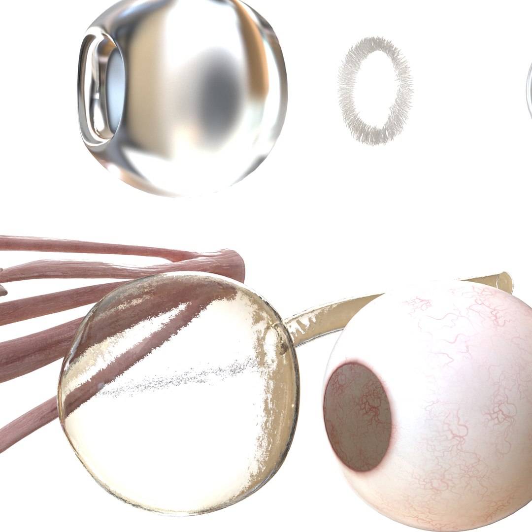 human eye anatomy model https://p.turbosquid.com/ts-thumb/bX/Cff7w3/sLrvt1GT/24/jpg/1594918744/1920x1080/fit_q87/4cf93f29241ed8d6d2d811a29b0702ce8a4adea4/24.jpg