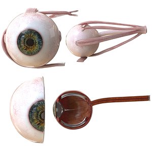 human eye anatomy model