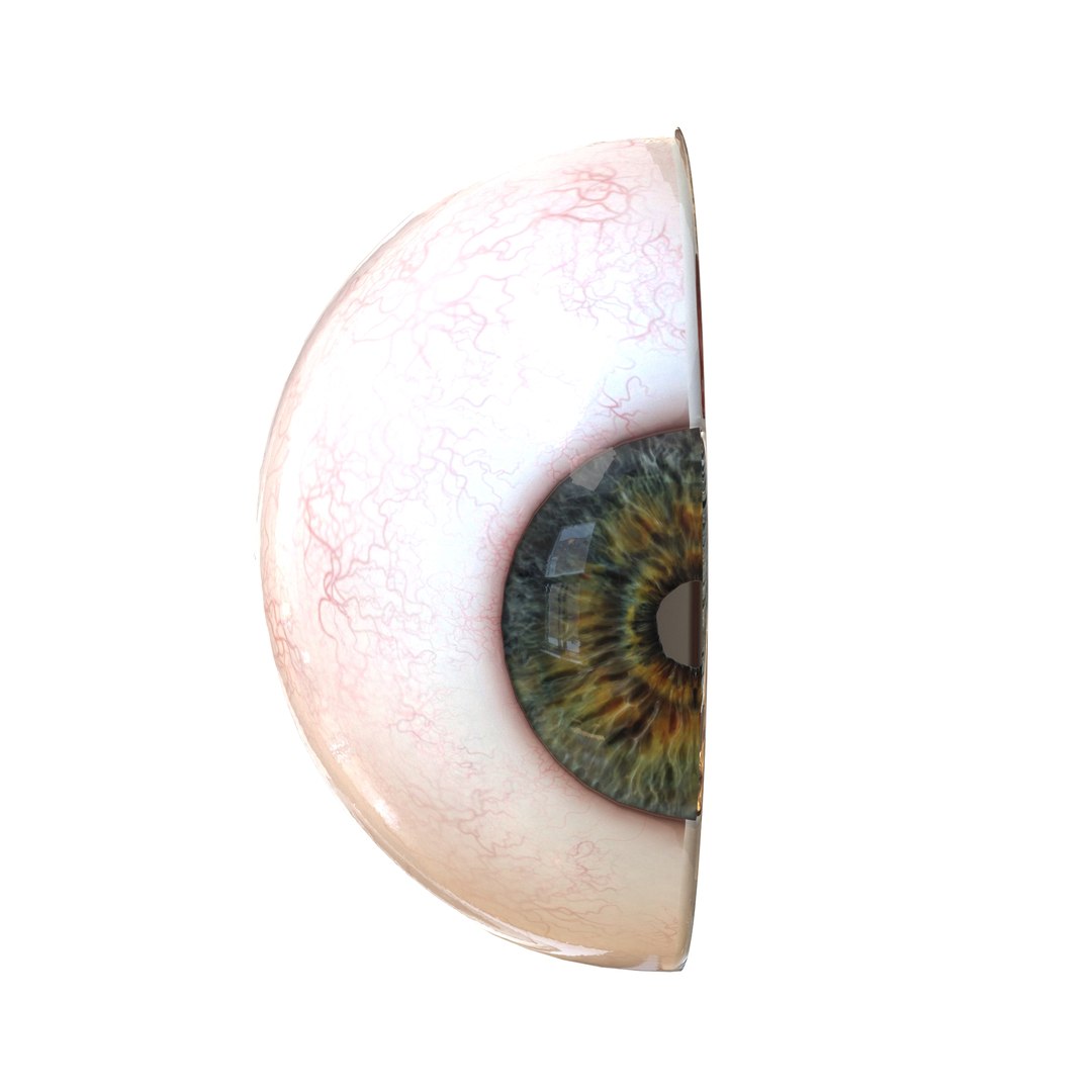 human eye anatomy model https://p.turbosquid.com/ts-thumb/bX/Cff7w3/vZSYnPY3/5/jpg/1594918744/1920x1080/fit_q87/20516db72b5a40b10fa59b0c07b8405aab170320/5.jpg