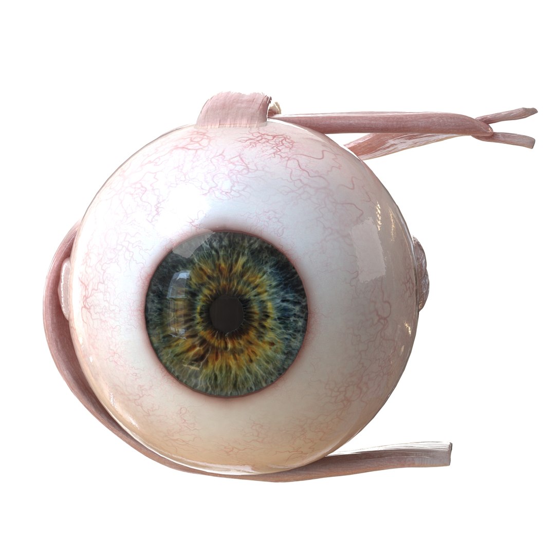 human eye anatomy model https://p.turbosquid.com/ts-thumb/bX/Cff7w3/z5DlJ6Hj/3/jpg/1594918744/1920x1080/fit_q87/b7a8bdb5fc1fd9438fbcb9ed36de148626662e1d/3.jpg