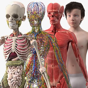 Young Man Full Body Anatomy Fur