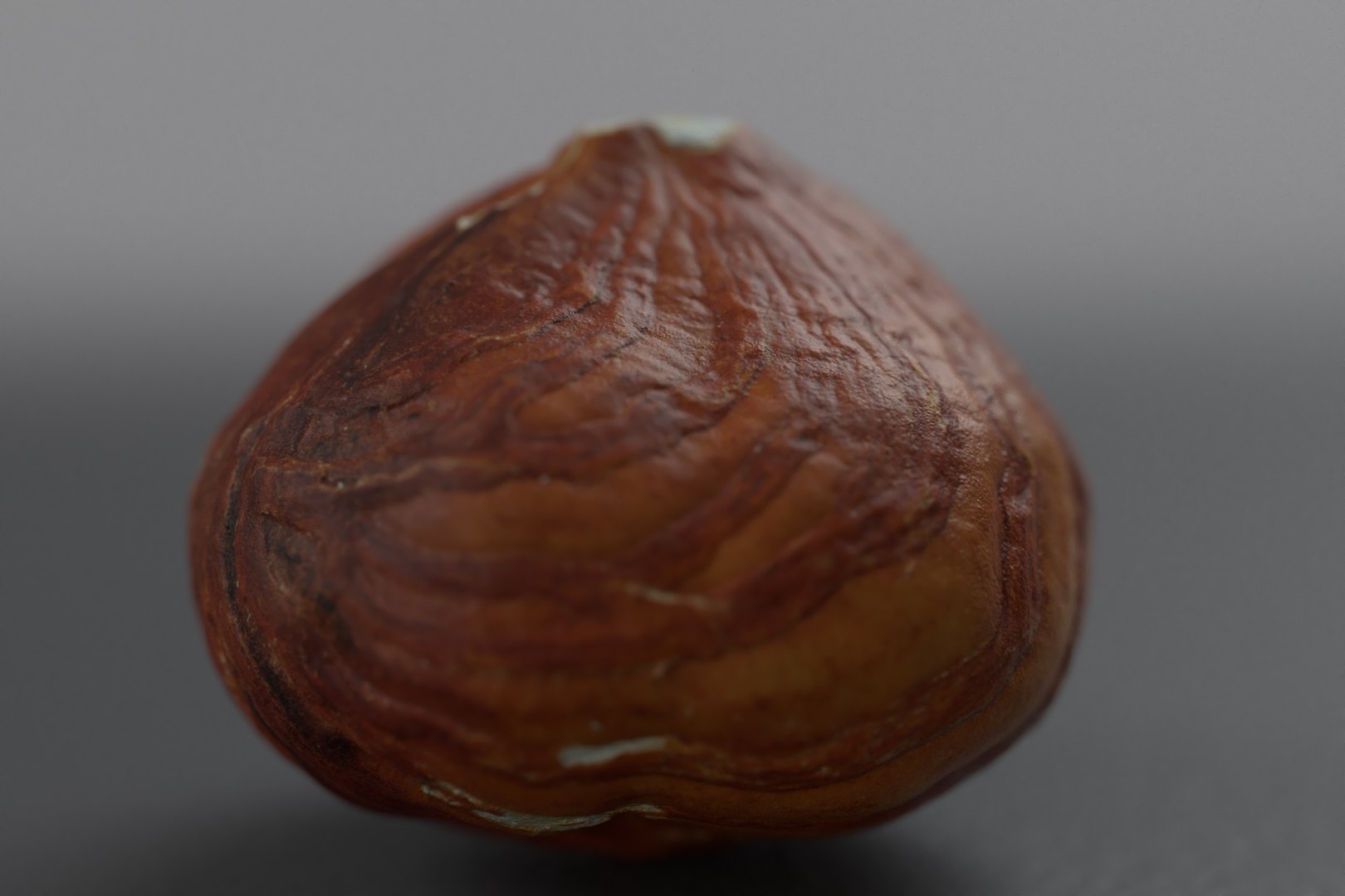 hazelnuts shell 3D model https://p.turbosquid.com/ts-thumb/bX/H3yuTR/0dfDh8x2/hazel_one3/jpg/1550887479/1920x1080/fit_q87/57c66499e7c28bca078d3f0db16eafc15db8c286/hazel_one3.jpg