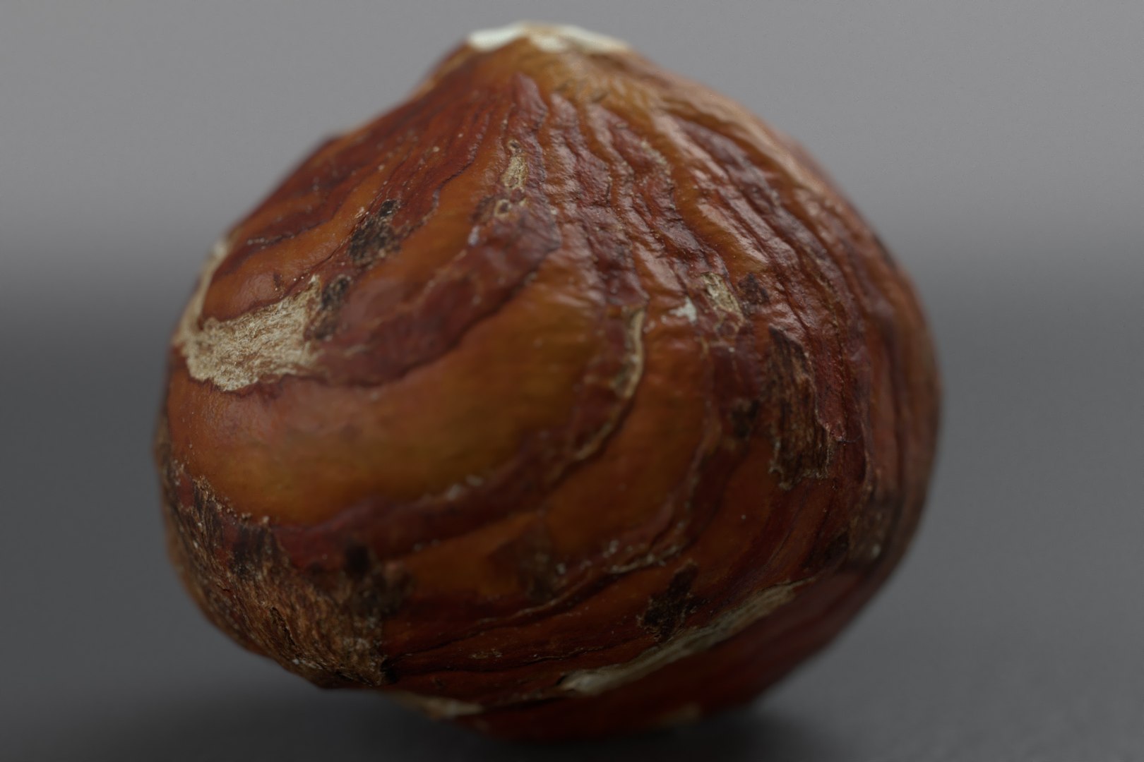hazelnuts shell 3D model https://p.turbosquid.com/ts-thumb/bX/H3yuTR/Cn0v4Gyo/hazel_one1/jpg/1550887479/1920x1080/fit_q87/e9f82dd2b4507d15f21a1db1ae526ceb7db103b2/hazel_one1.jpg