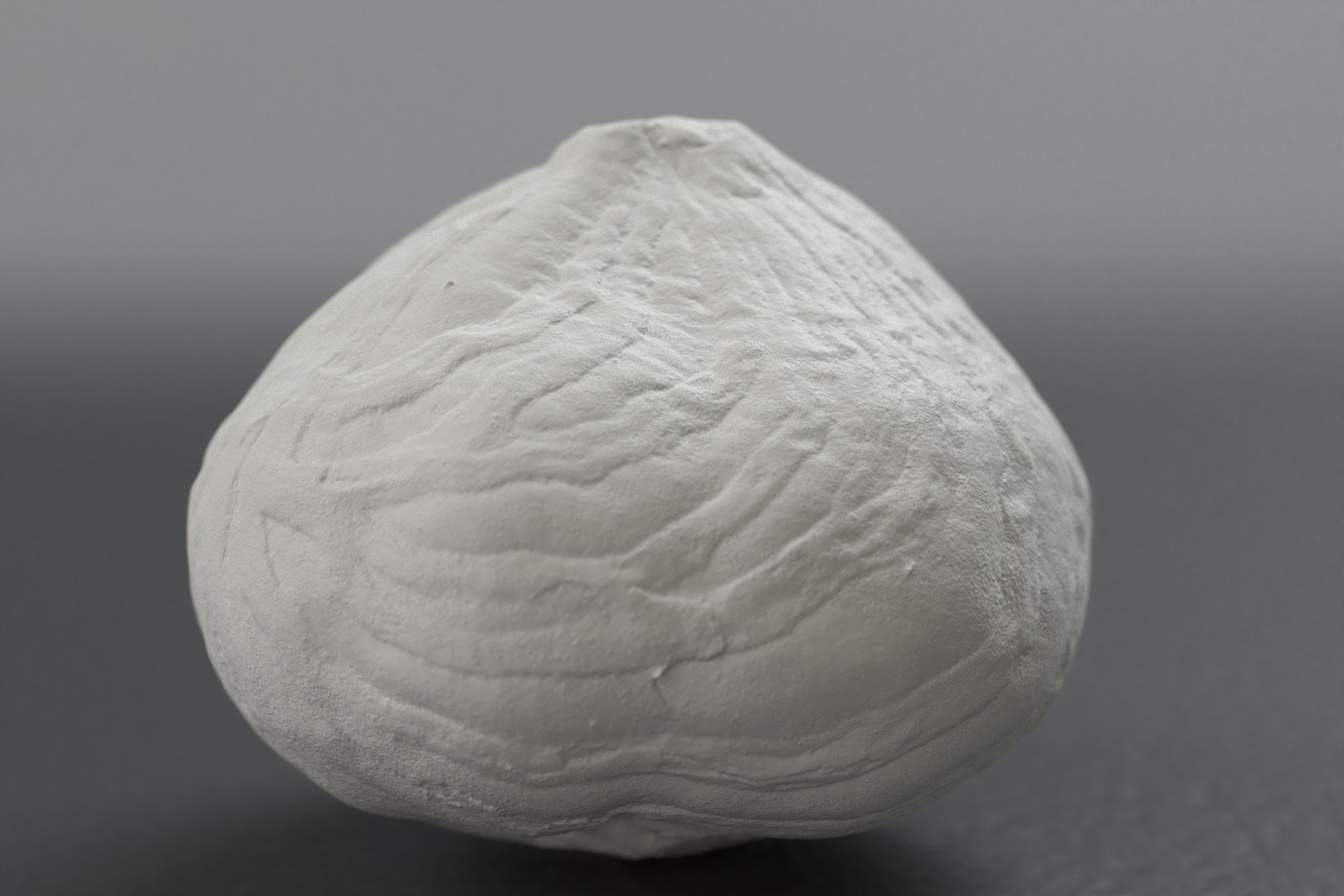 hazelnuts shell 3D model https://p.turbosquid.com/ts-thumb/bX/H3yuTR/JZZzgcYd/hazel_one_grey3/jpg/1550887479/1920x1080/fit_q87/ee5cbd1c143e272055ae6e099bcbdbad15cb7195/hazel_one_grey3.jpg