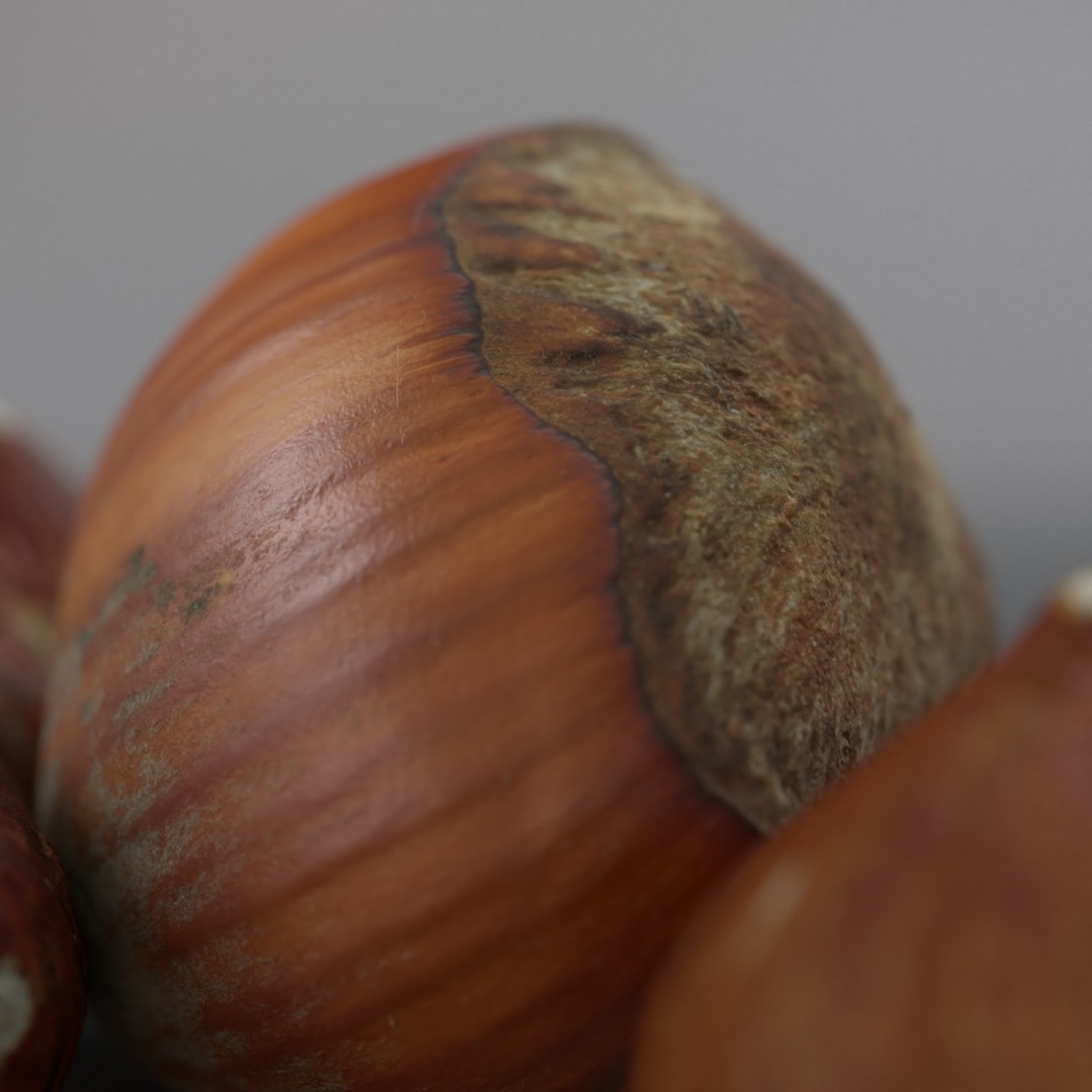 hazelnuts shell 3D model https://p.turbosquid.com/ts-thumb/bX/H3yuTR/UZWxs4vC/hazel6/jpg/1550887479/1920x1080/fit_q87/8a9be0b7093392689cedaee743f8652f9ad5d958/hazel6.jpg