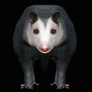 Fully Rigged Low Polygon Possum opossum model