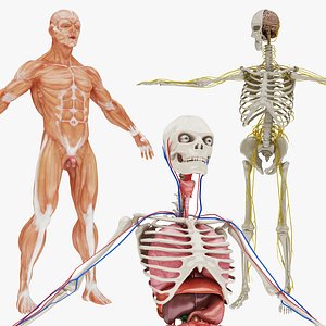 body nervous 01 circulatory 3D model
