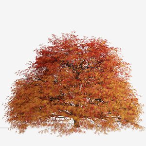 3D Set of Dissectum Atropurpureum or Acer Palmatum Shrubs - 2 shrubs