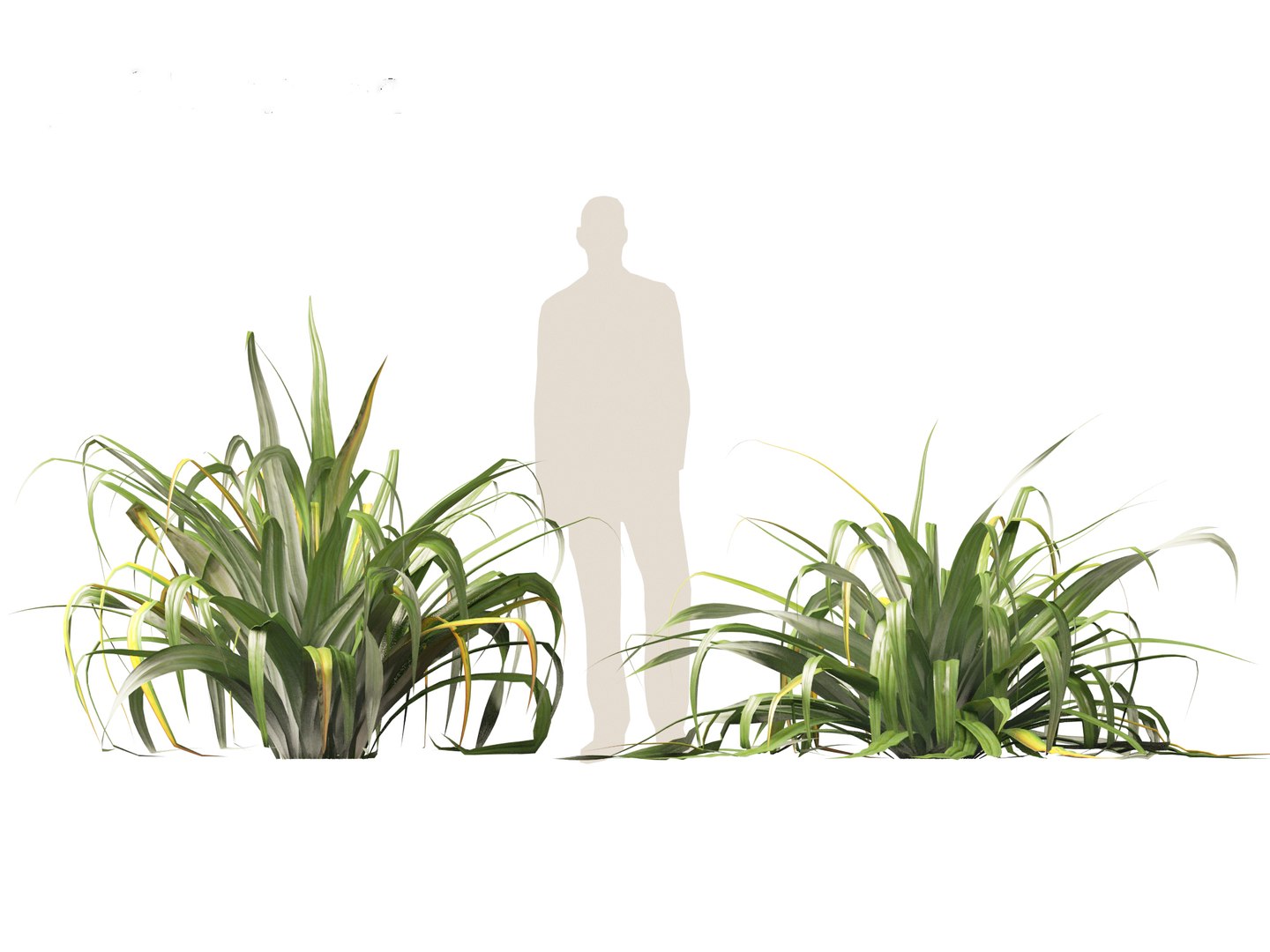 Astelia chathamica - Maori flax 3D model https://p.turbosquid.com/ts-thumb/bX/an5cdZ/3U/asteliachathamica015/jpg/1705848466/1920x1080/fit_q87/75d6fc030de5c779e4cf81c8cf99bbee03111991/asteliachathamica015.jpg