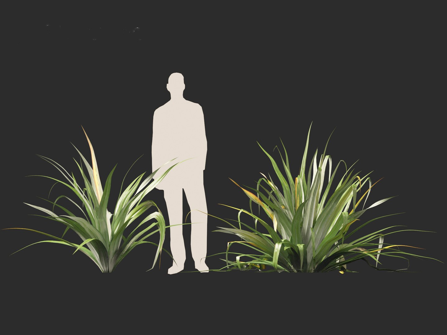 Astelia chathamica - Maori flax 3D model https://p.turbosquid.com/ts-thumb/bX/an5cdZ/5B/asteliachathamica018/jpg/1705848471/1920x1080/fit_q87/d818f22c5a1ad66dae391093f5a78a90e09e7d35/asteliachathamica018.jpg