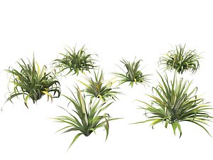 Astelia chathamica - Maori flax