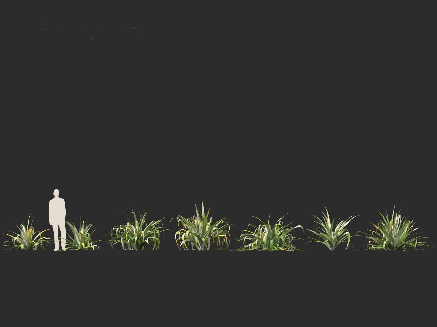 Astelia chathamica - Maori flax 3D model https://p.turbosquid.com/ts-thumb/bX/an5cdZ/JV/asteliachathamica012/jpg/1705848460/1920x1080/fit_q87/a2393c4f10878618ebe2e14981060f67e266d656/asteliachathamica012.jpg