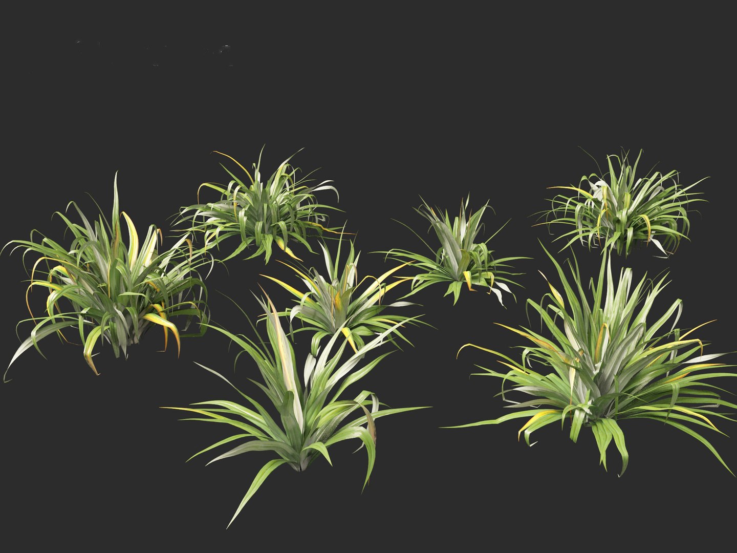 Astelia chathamica - Maori flax 3D model https://p.turbosquid.com/ts-thumb/bX/an5cdZ/TB/asteliachathamica0110/jpg/1705848475/1920x1080/fit_q87/75729ac878f668a3747b778e1011a2733ce155a3/asteliachathamica0110.jpg