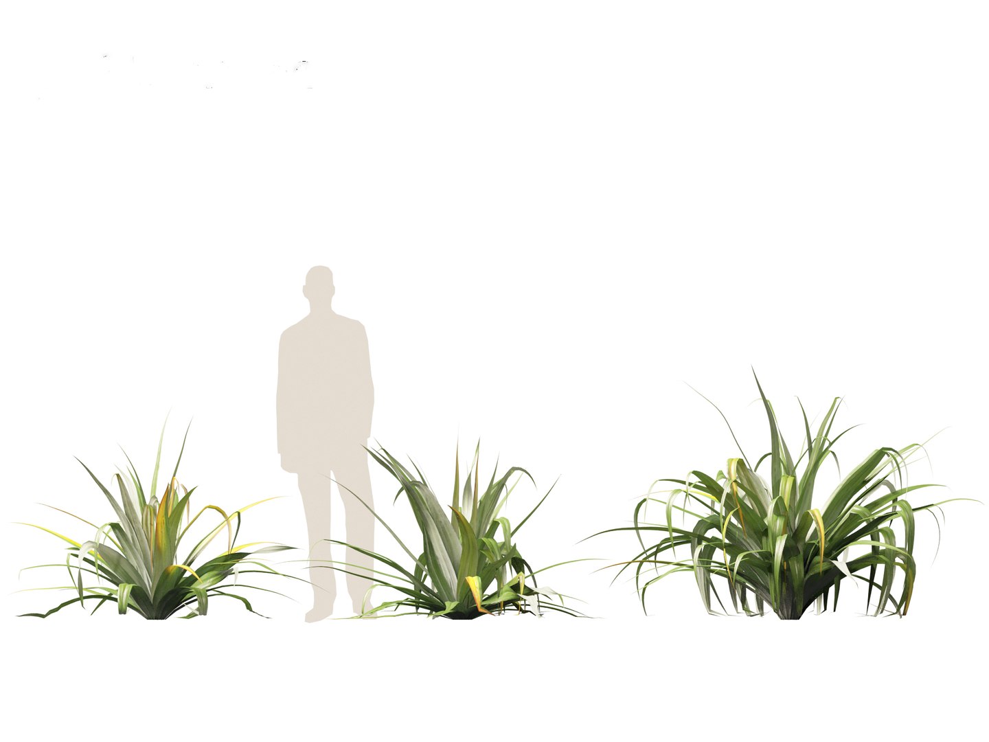 Astelia chathamica - Maori flax 3D model https://p.turbosquid.com/ts-thumb/bX/an5cdZ/iE/asteliachathamica013/jpg/1705848462/1920x1080/fit_q87/e6e5702be31bc6db94f71d00e57c54d9f7fc351d/asteliachathamica013.jpg