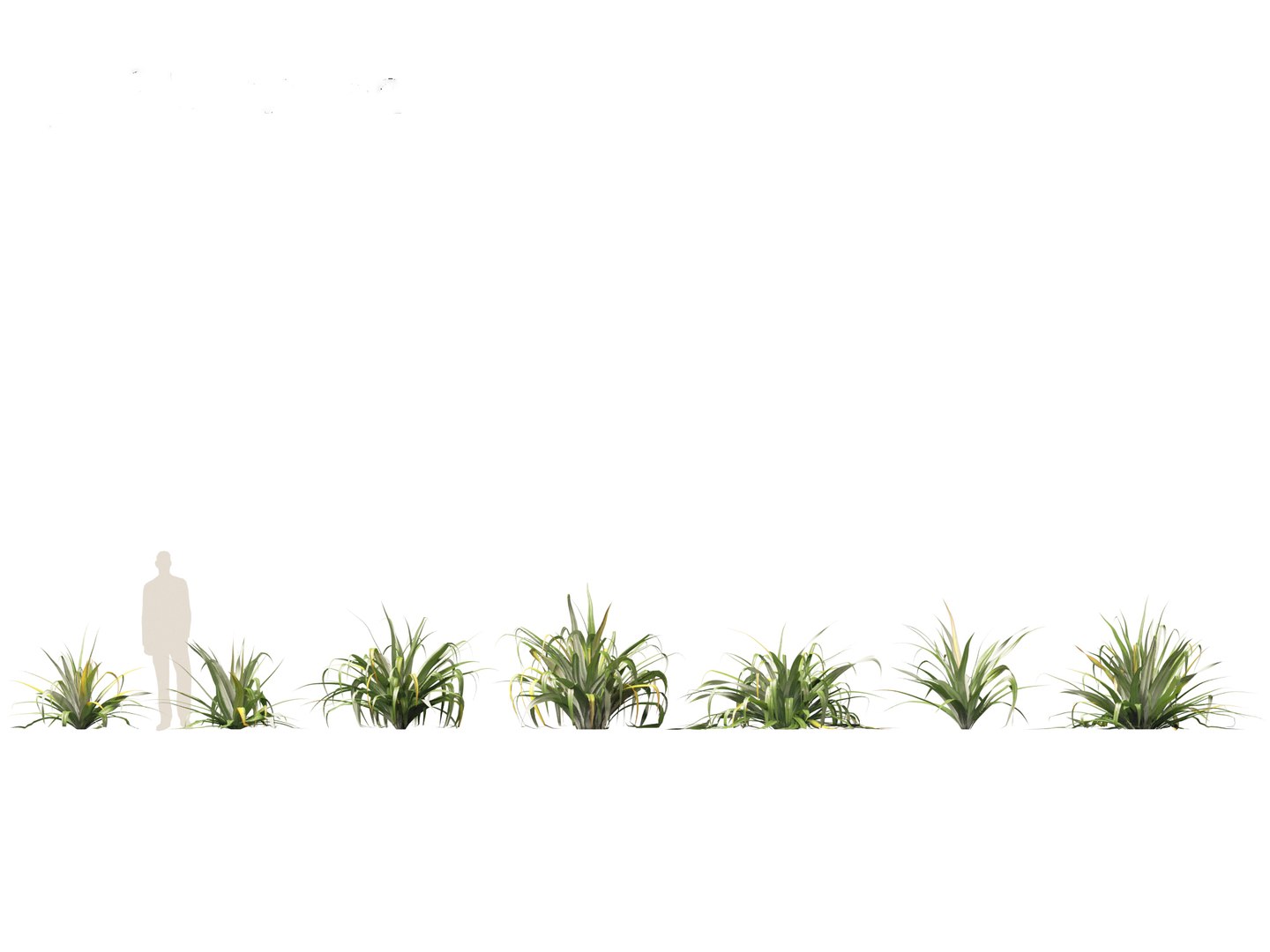Astelia chathamica - Maori flax 3D model https://p.turbosquid.com/ts-thumb/bX/an5cdZ/mX/asteliachathamica011/jpg/1705848460/1920x1080/fit_q87/3d367f9fe43c8810dda6779d2164035d0bfa6819/asteliachathamica011.jpg