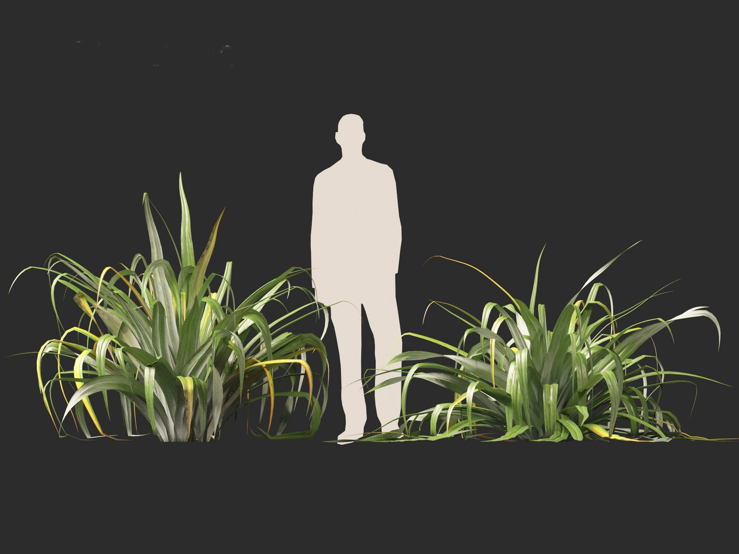 Astelia chathamica - Maori flax 3D model https://p.turbosquid.com/ts-thumb/bX/an5cdZ/oh/asteliachathamica016/jpg/1705848468/1920x1080/fit_q87/3c21a7a33e5d546f73b50fdb83fcde12f21d2150/asteliachathamica016.jpg