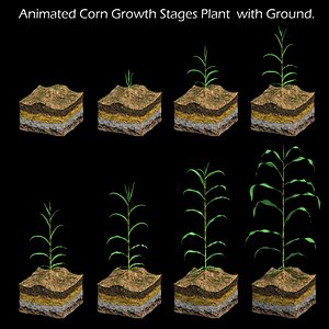 Corn Growth Plant  with Ground