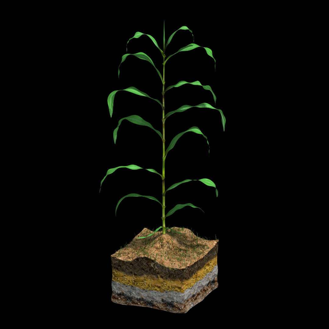 corn growth 3d model https://p.turbosquid.com/ts-thumb/bX/ck3ncm/LCqpafLf/growth01_0010/png/1408821753/1920x1080/fit_q87/a15959cfef79aaaccfa22016457922db125014f2/growth01_0010.jpg