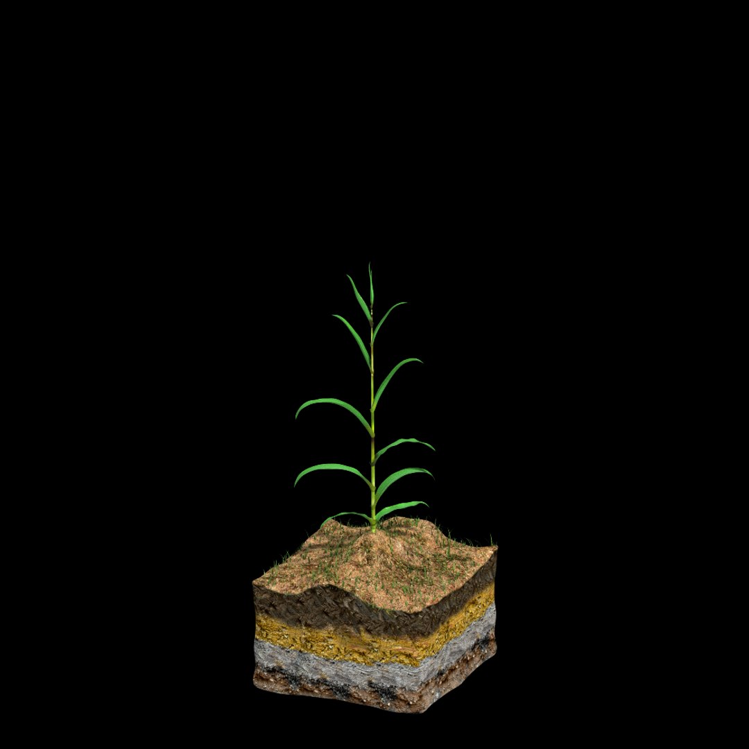 corn growth 3d model https://p.turbosquid.com/ts-thumb/bX/ck3ncm/LYP81Kqs/growth01_0006/png/1408821752/1920x1080/fit_q87/975370124c3761b630e61d90868023b823ca2539/growth01_0006.jpg
