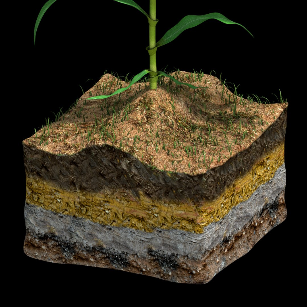corn growth 3d model https://p.turbosquid.com/ts-thumb/bX/ck3ncm/OqkFkZwv/growth01_0011/png/1408821753/1920x1080/fit_q87/16110659dc97a8658d406cf70e787803b60fde06/growth01_0011.jpg