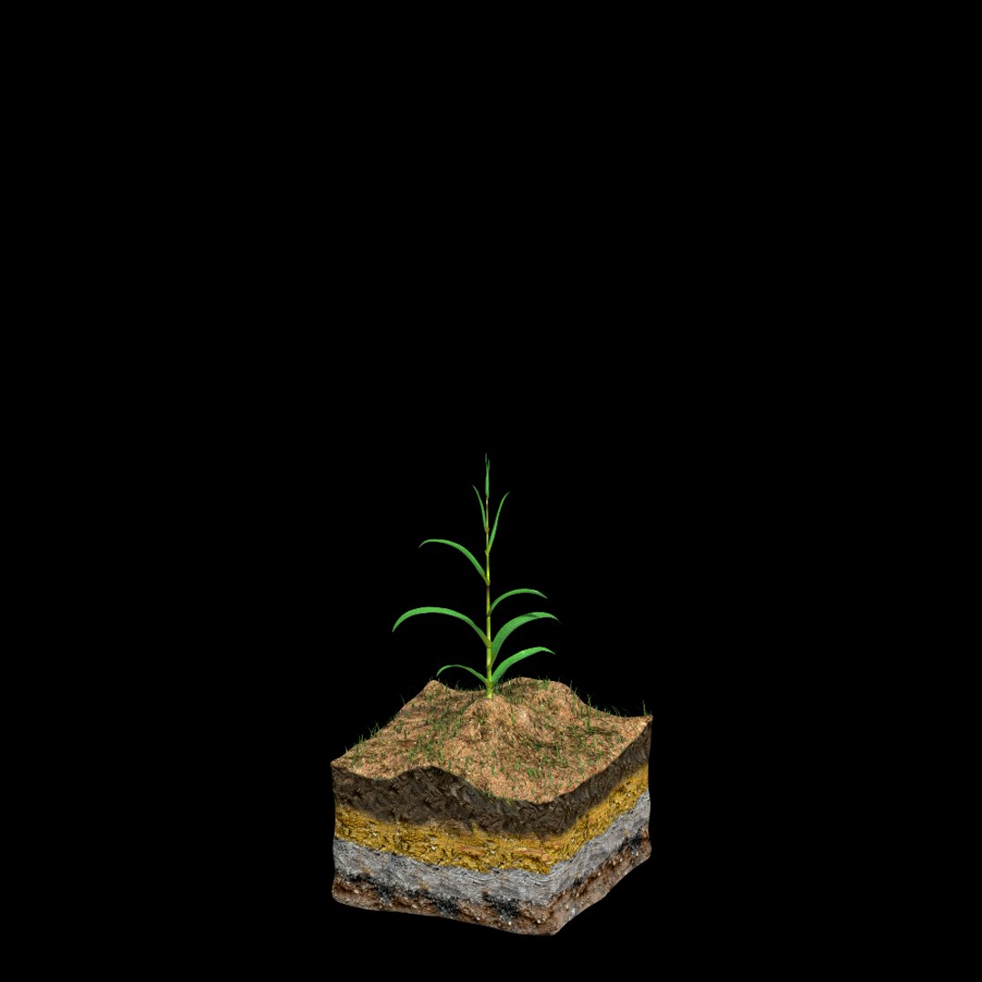 corn growth 3d model https://p.turbosquid.com/ts-thumb/bX/ck3ncm/aEg5AKJR/growth01_0005/png/1408821752/1920x1080/fit_q87/615d6b7d45443dcceddc7adc6e824c4b55854efc/growth01_0005.jpg