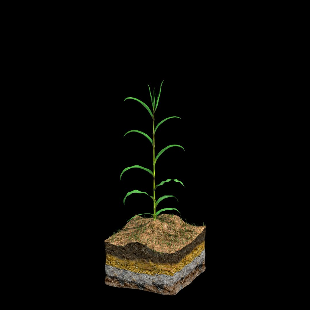 corn growth 3d model https://p.turbosquid.com/ts-thumb/bX/ck3ncm/tIgLY5gq/growth01_0007/png/1408821752/1920x1080/fit_q87/9c165ca24f1c8861003a18013d7a2589beac58b4/growth01_0007.jpg