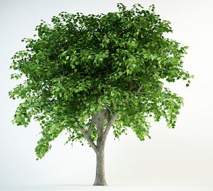 red maple acer rubrum 8,5m
