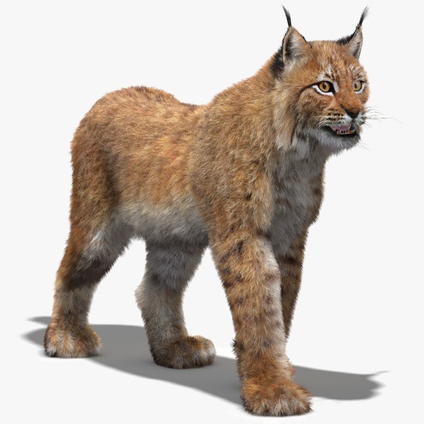 max eurasian lynx fur rigging animation