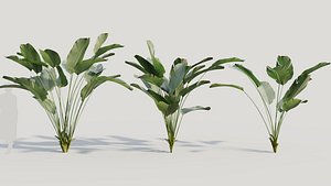 3D Calathea lutea a