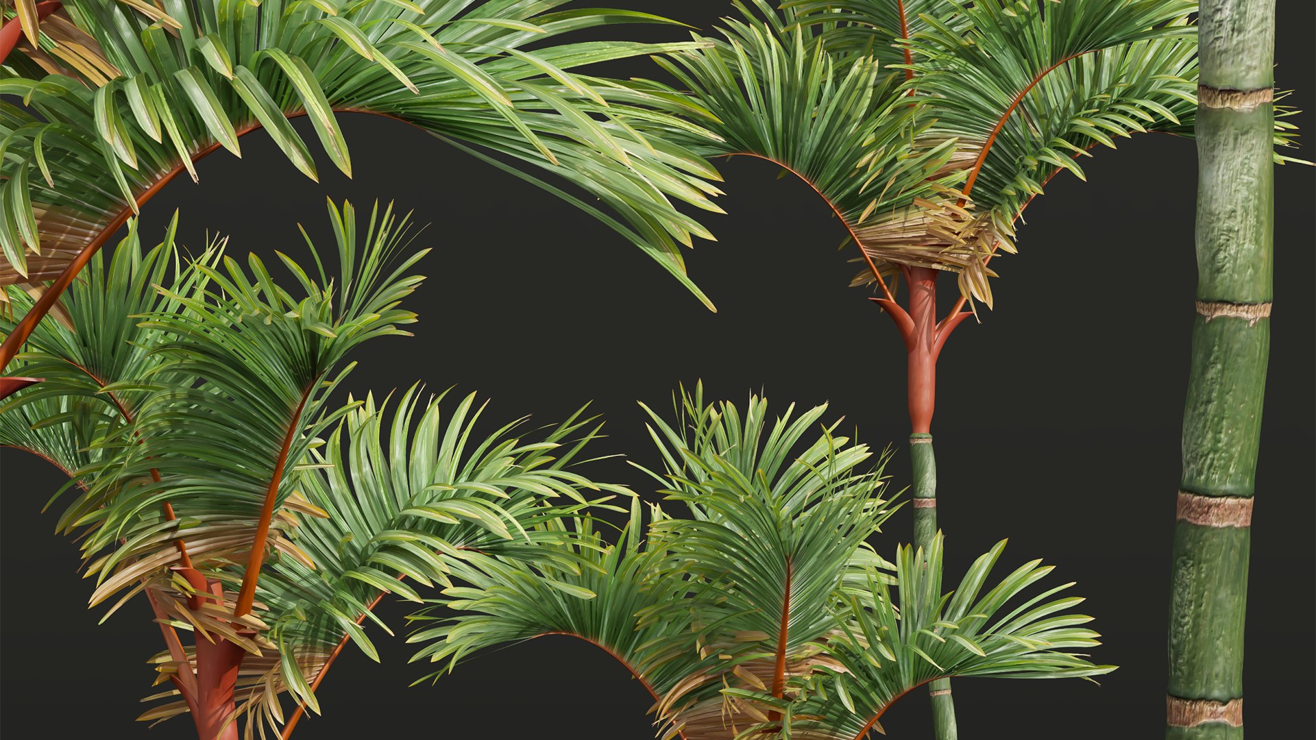 New Plant High detail Cyrtostachys Renda Small 3D https://p.turbosquid.com/ts-thumb/bY/jsI8rq/E8/z06/png/1707050729/1920x1080/fit_q87/fd519dd634b22960dae832368a8893cb714a2c51/z06.jpg
