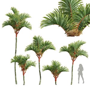 New Plant High detail Cyrtostachys Renda Small 3D