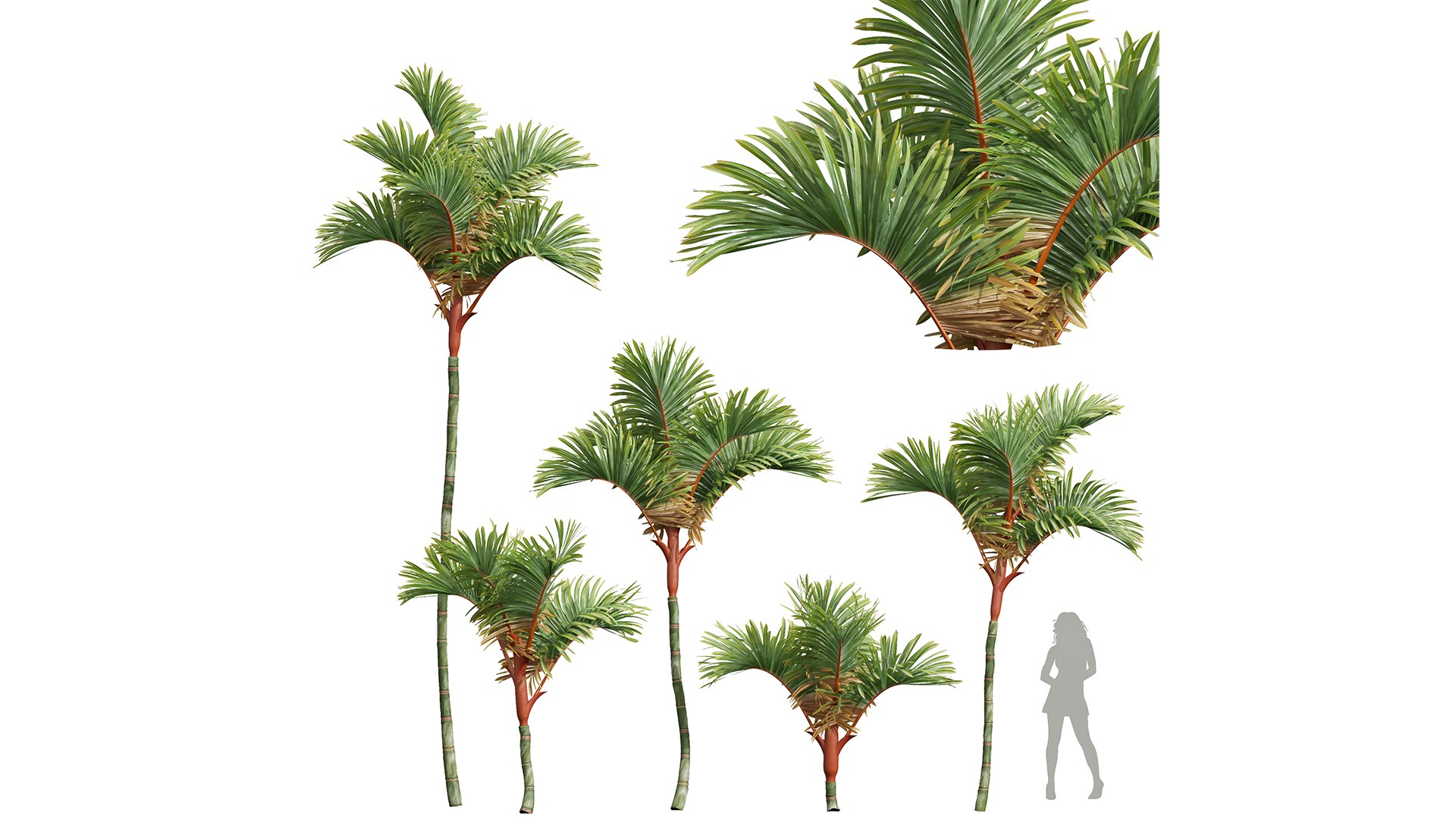 New Plant High detail Cyrtostachys Renda Small 3D https://p.turbosquid.com/ts-thumb/bY/jsI8rq/Yo/z01/png/1707050721/1920x1080/fit_q87/b137a305febe0ab9d824fcafff4e63e4fc9613d6/z01.jpg