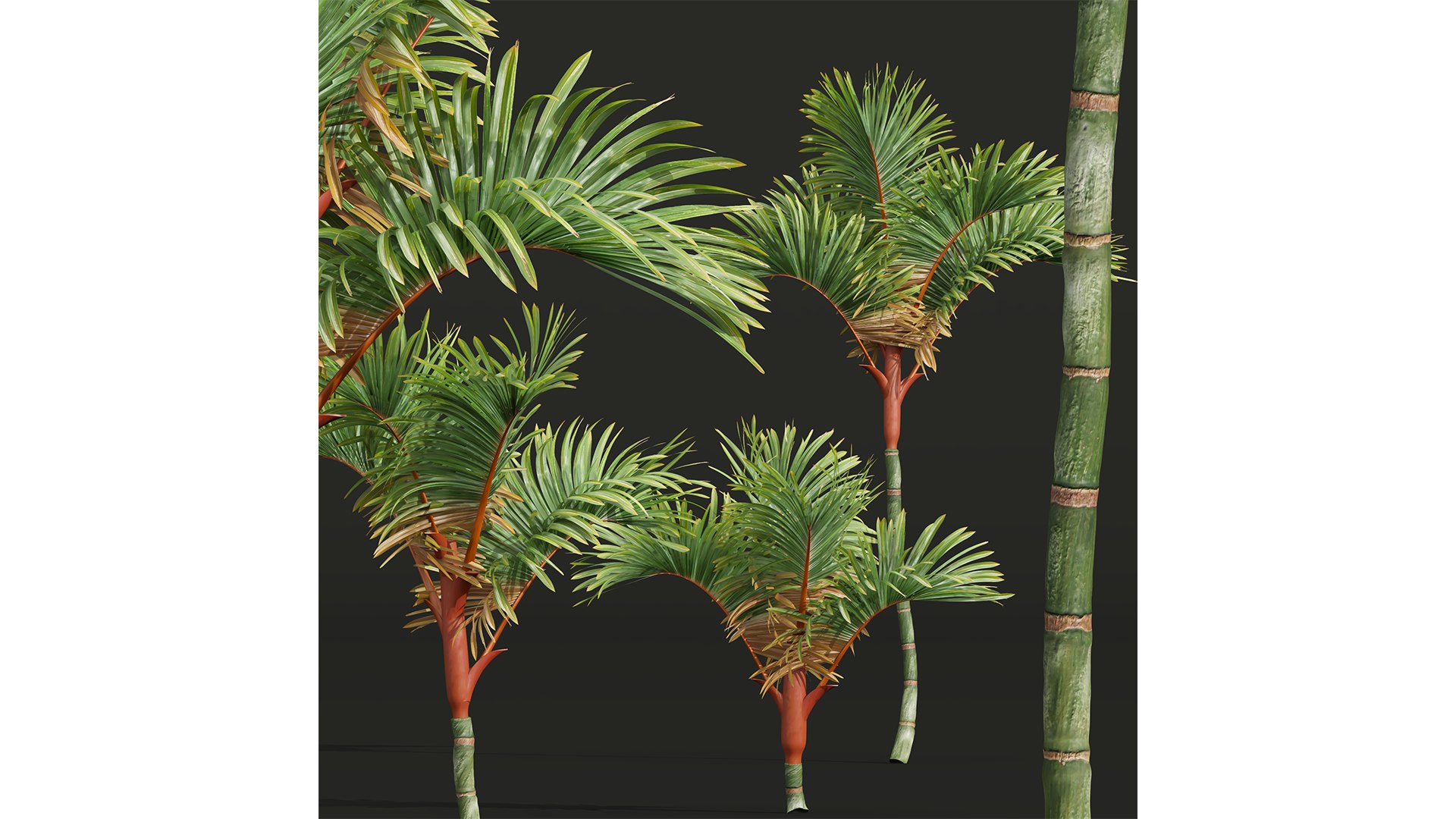 New Plant High detail Cyrtostachys Renda Small 3D https://p.turbosquid.com/ts-thumb/bY/jsI8rq/jF/z03/png/1707050728/1920x1080/fit_q87/f08c9952032b14bf26a3b57b4a902c8f13918ee9/z03.jpg