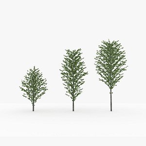 tree planting katsura lod2 3D model