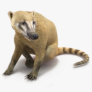 3D South American Coati Rigged model